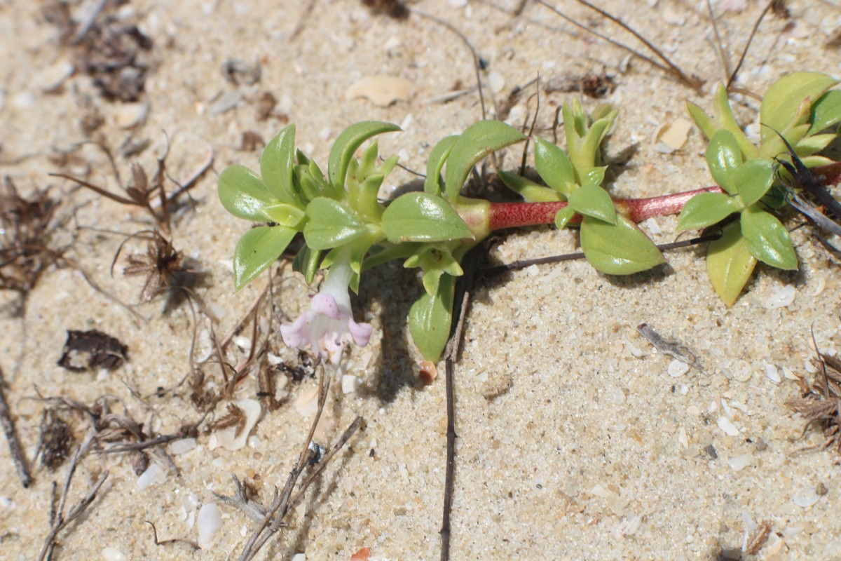 Hydrophylax maritima L.f.